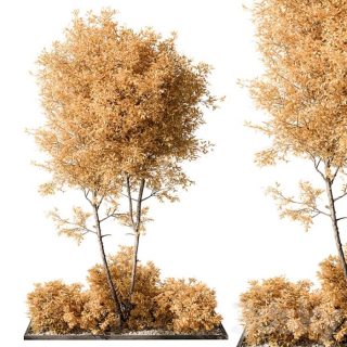 Best plants for 3D garden design