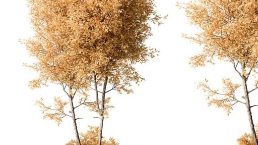 Best plants for 3D garden design