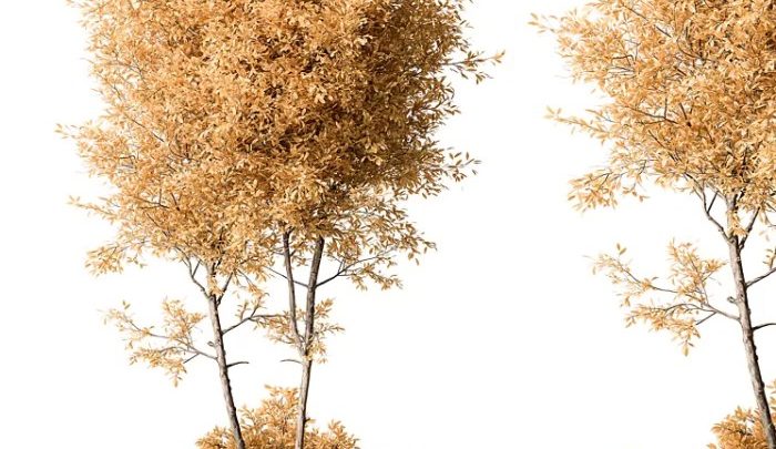 Best plants for 3D garden design